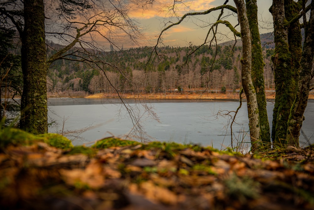 a body of water surrounded by trees and grass