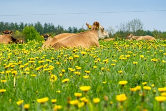 Wide shot of green pastures with cows resting and enjoying the fresh Danish air.