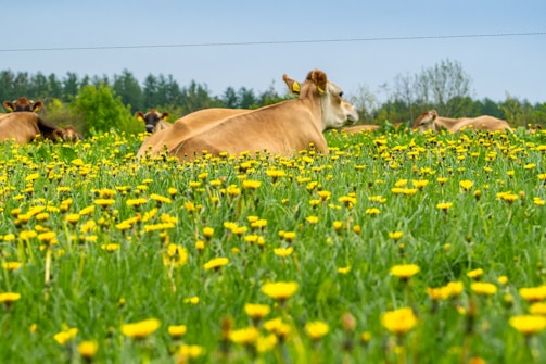Wide shot of green pastures with cows resting and enjoying the fresh Danish air.