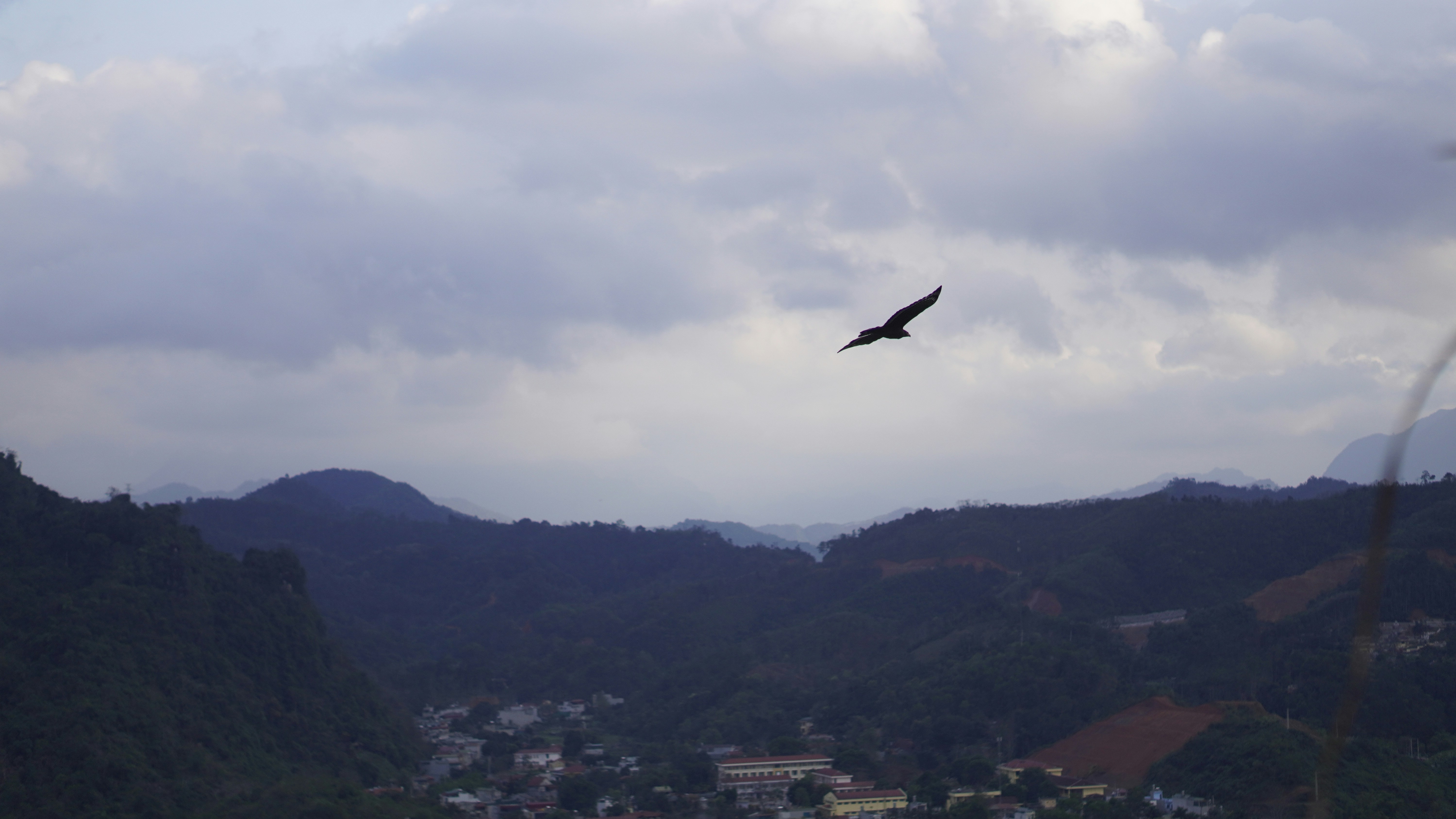 a bird flying in the sky over a city