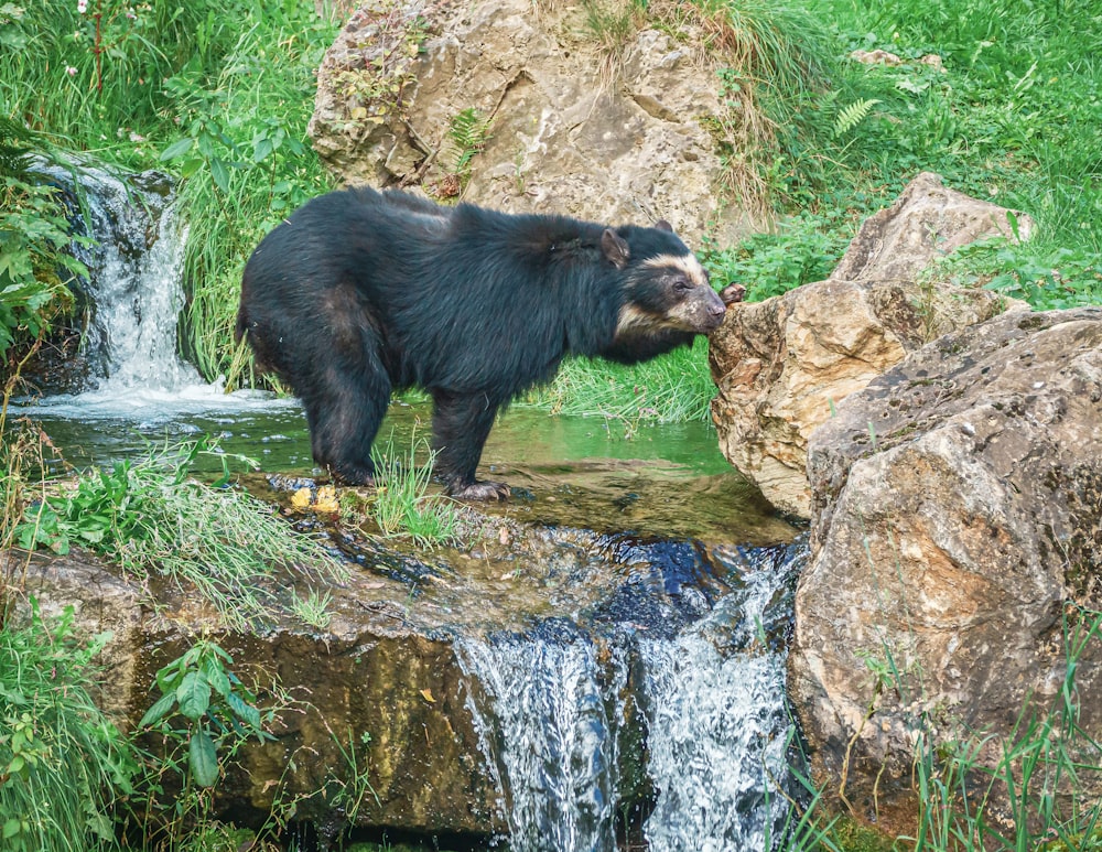a black bear standing on top of a rock next to a waterfall