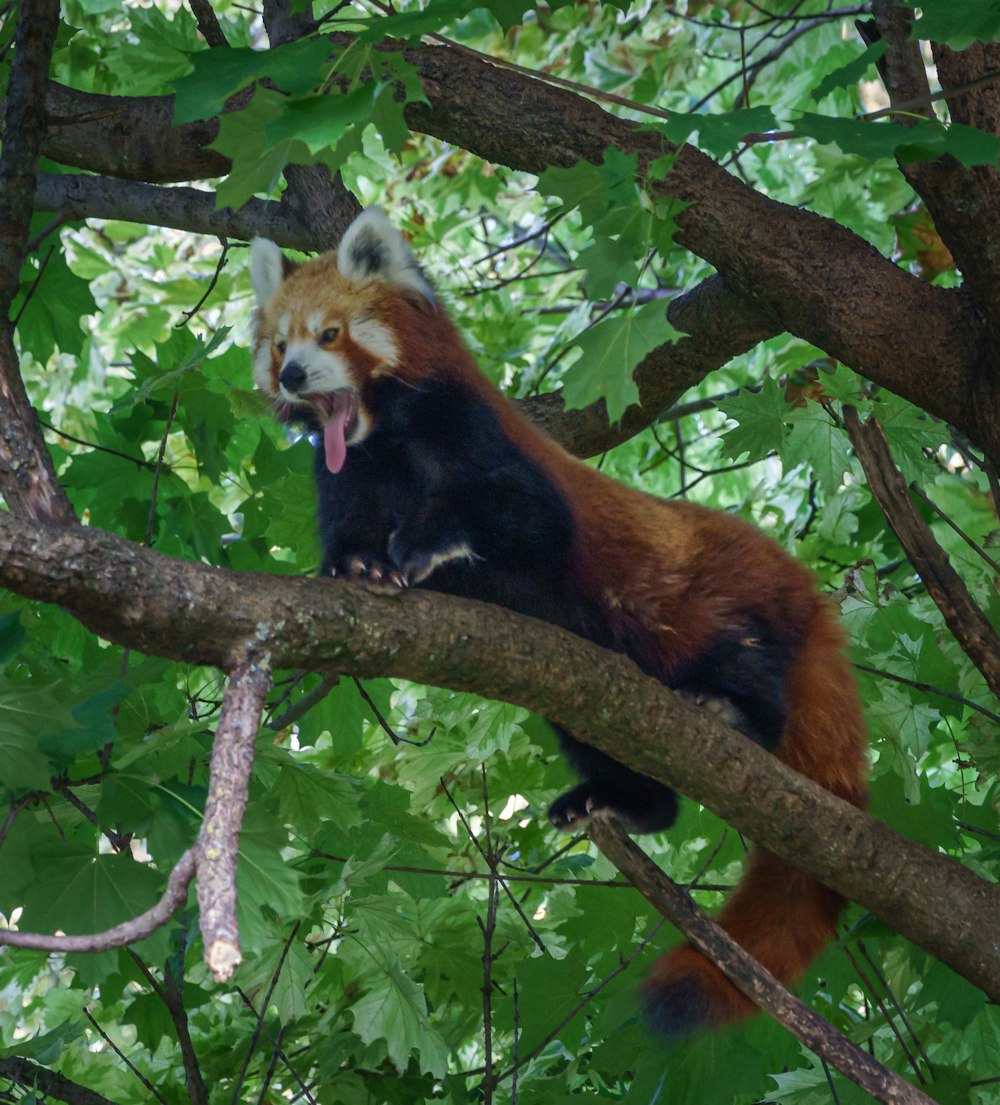 a red panda sitting on top of a tree branch