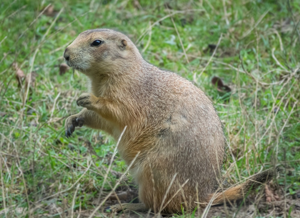 a groundhog standing on its hind legs in the grass