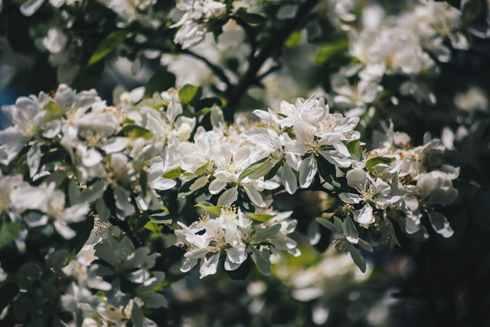 a close up of a tree with white flowers