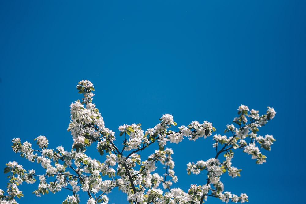 a tree with white flowers against a blue sky