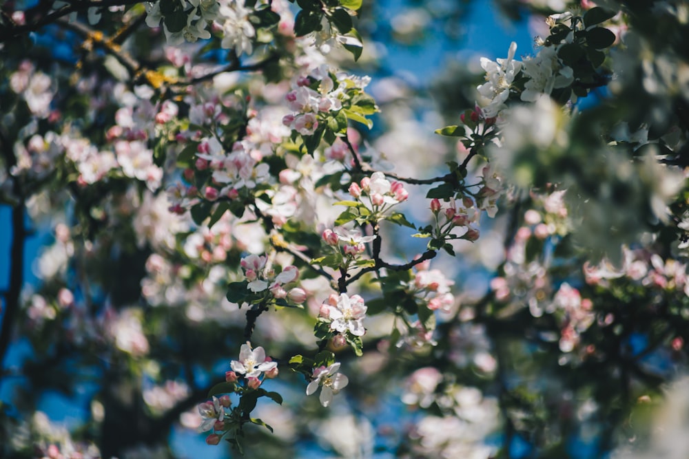 a close up of a tree with white and pink flowers