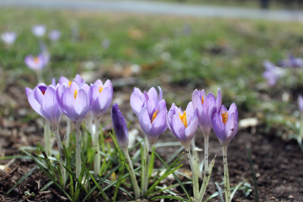 a group of purple flowers growing in the dirt