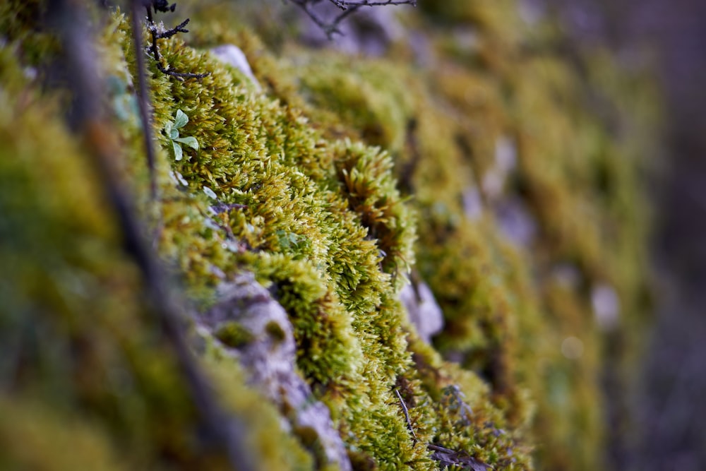 moss growing on the side of a stone wall