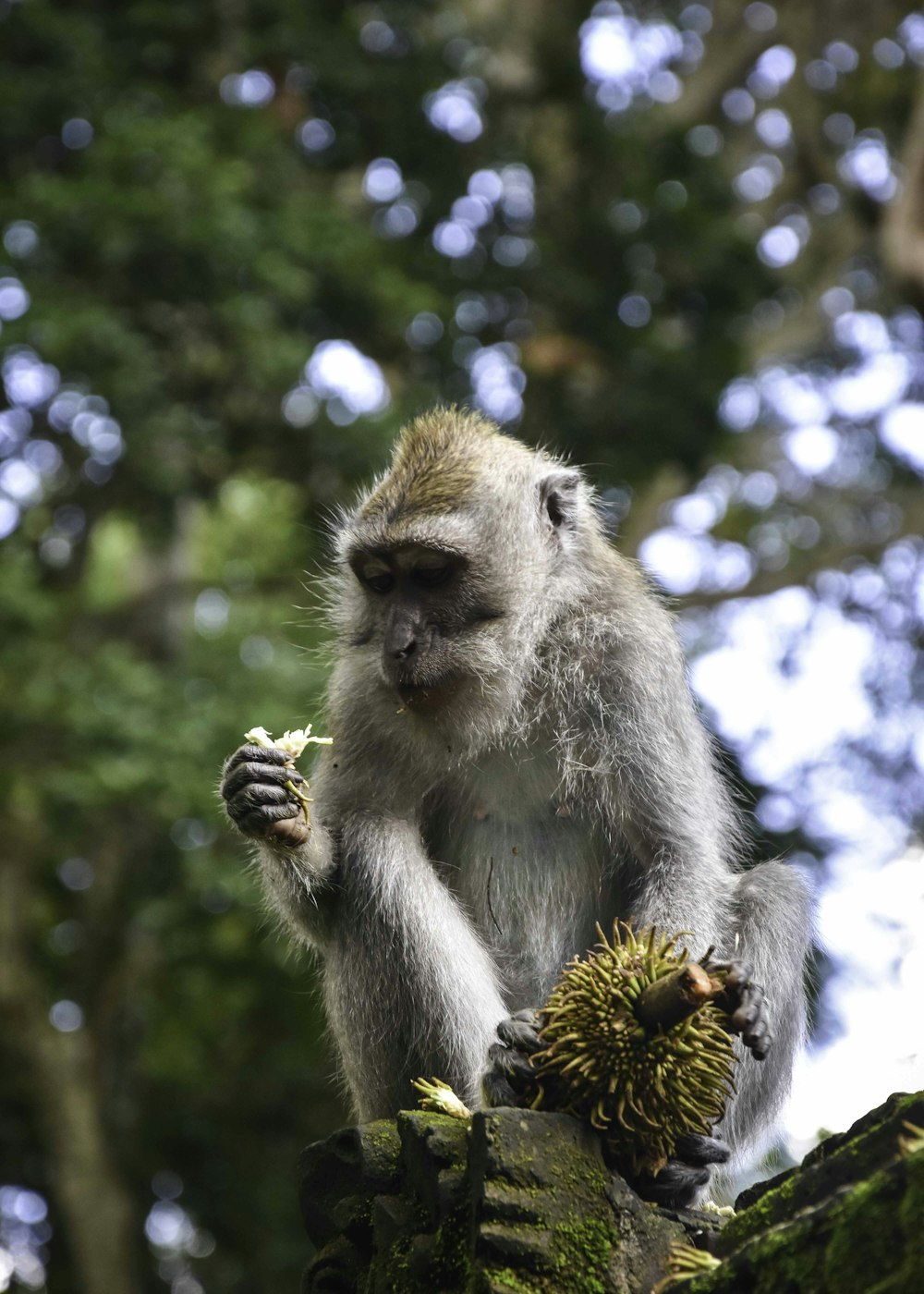 a monkey sitting on top of a tree branch