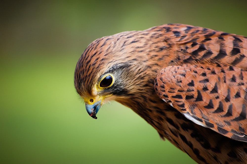 a close up of a bird of prey