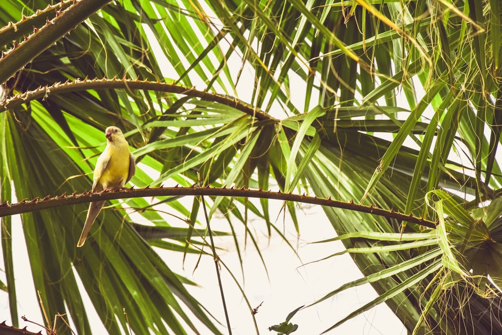 a small yellow bird perched on a palm tree branch