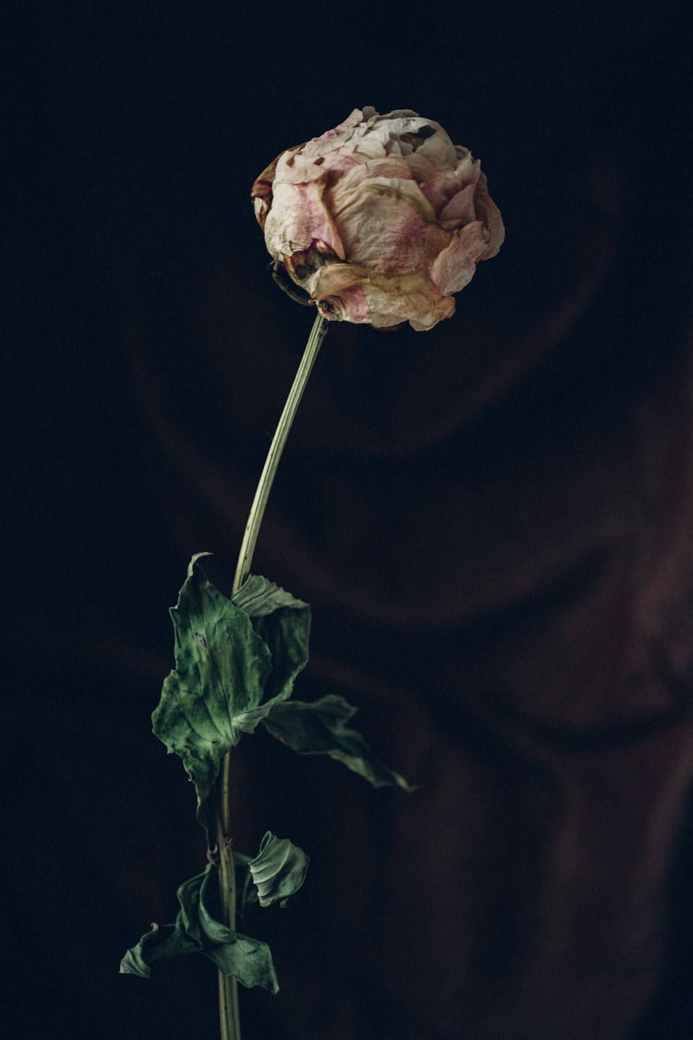 a single flower that is sitting in a vase