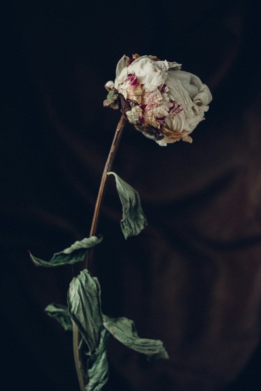 a single white flower on a black background