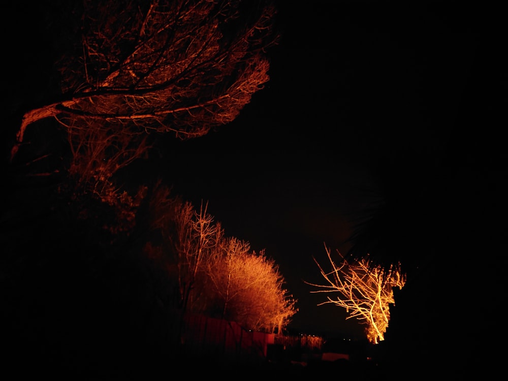 a dark street at night with trees lit up