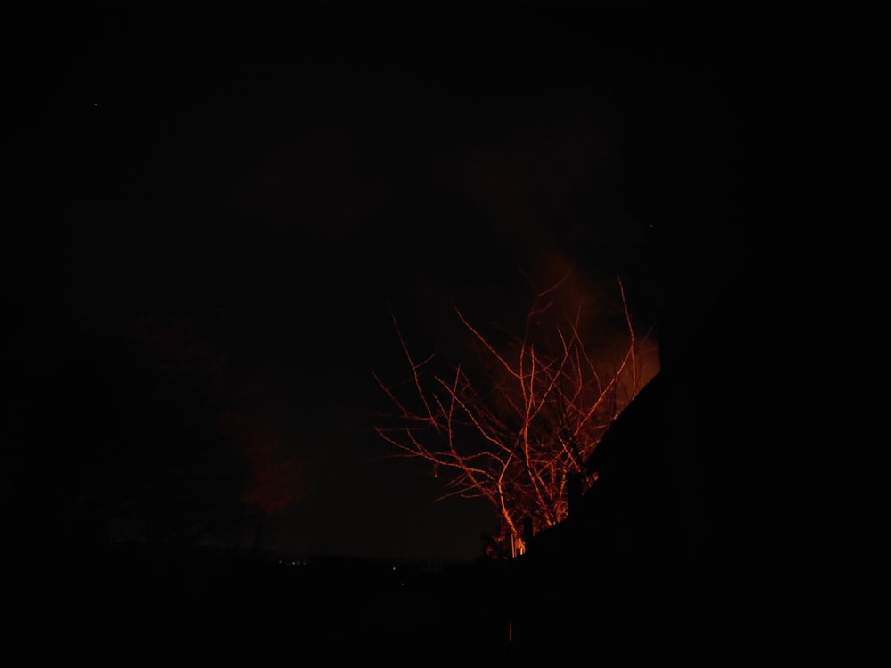 a tree with no leaves is lit up at night