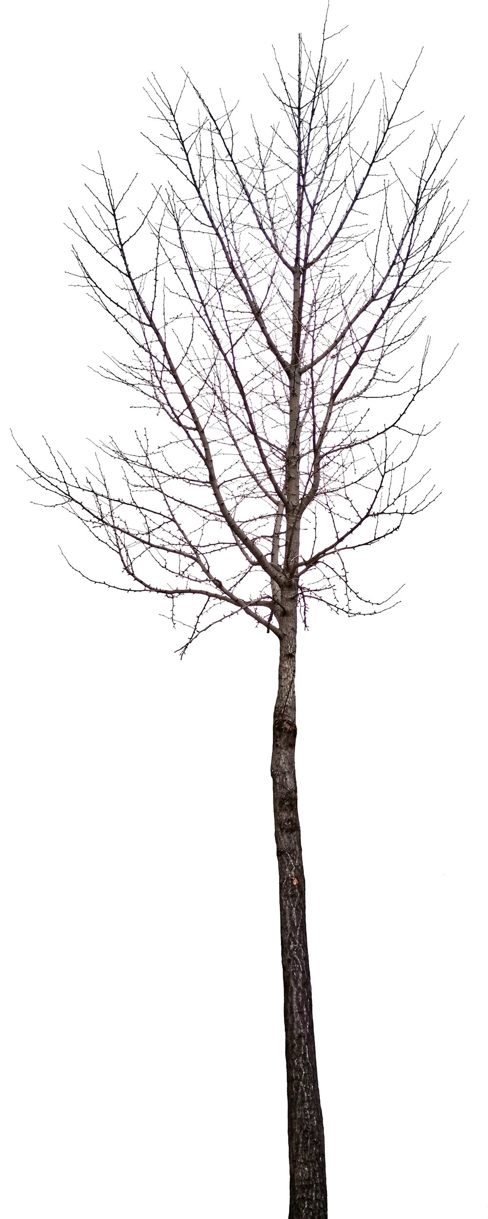 a bare tree with no leaves on it