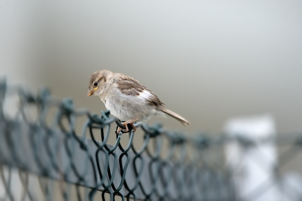 a small bird perched on top of a metal fence