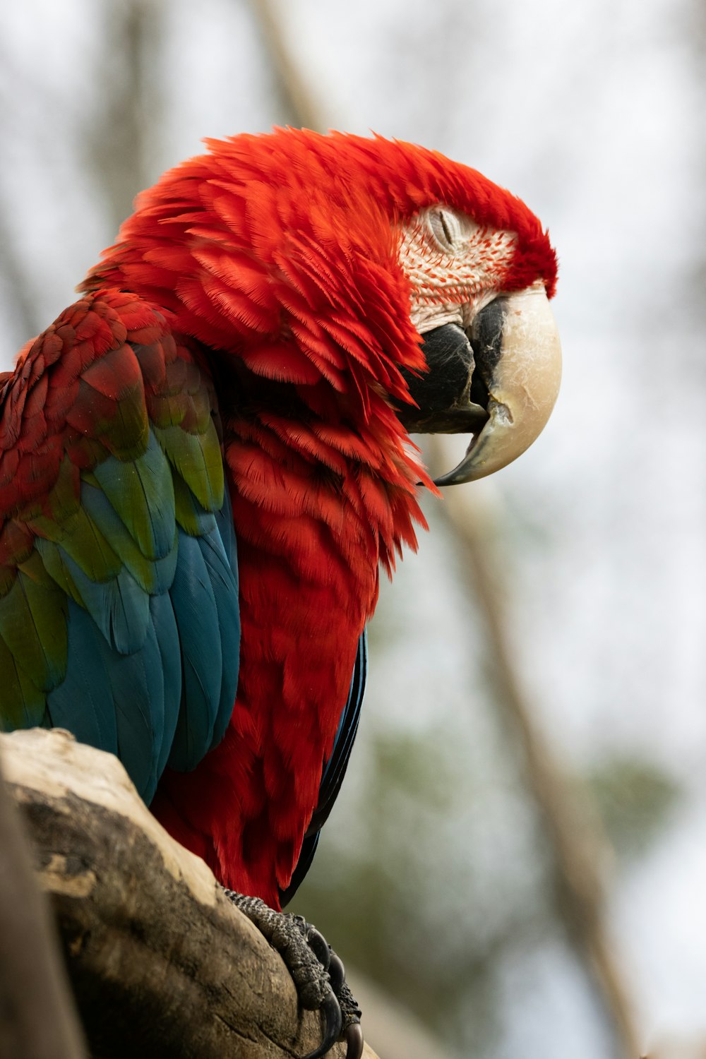 a red and green parrot sitting on top of a tree branch
