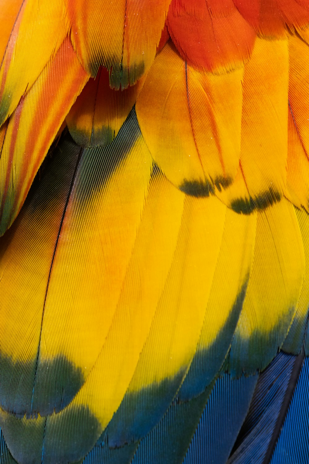 a close up of a colorful bird's feathers