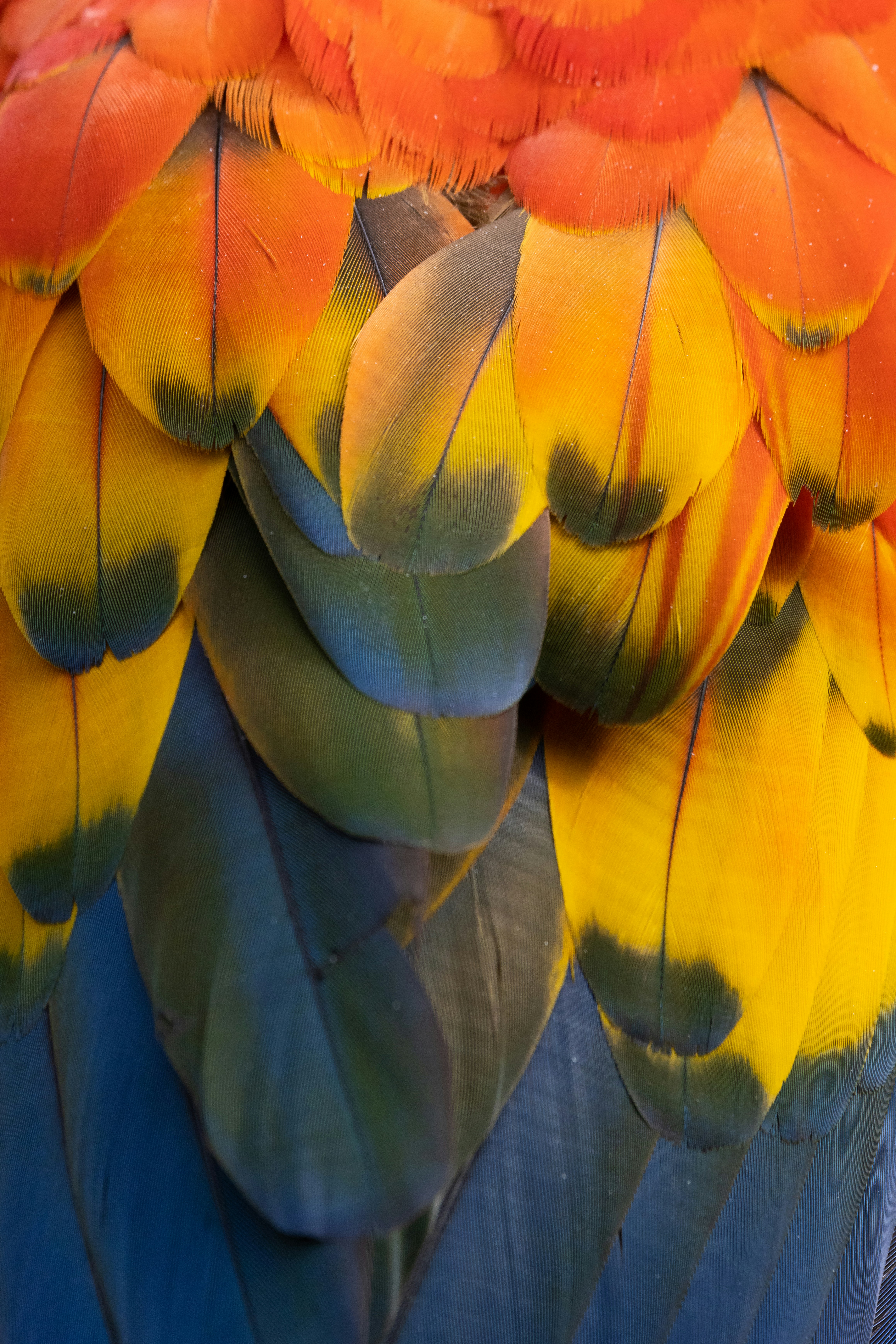 A close up of a colorful bird's feathers photo – Free Bird Image on ...