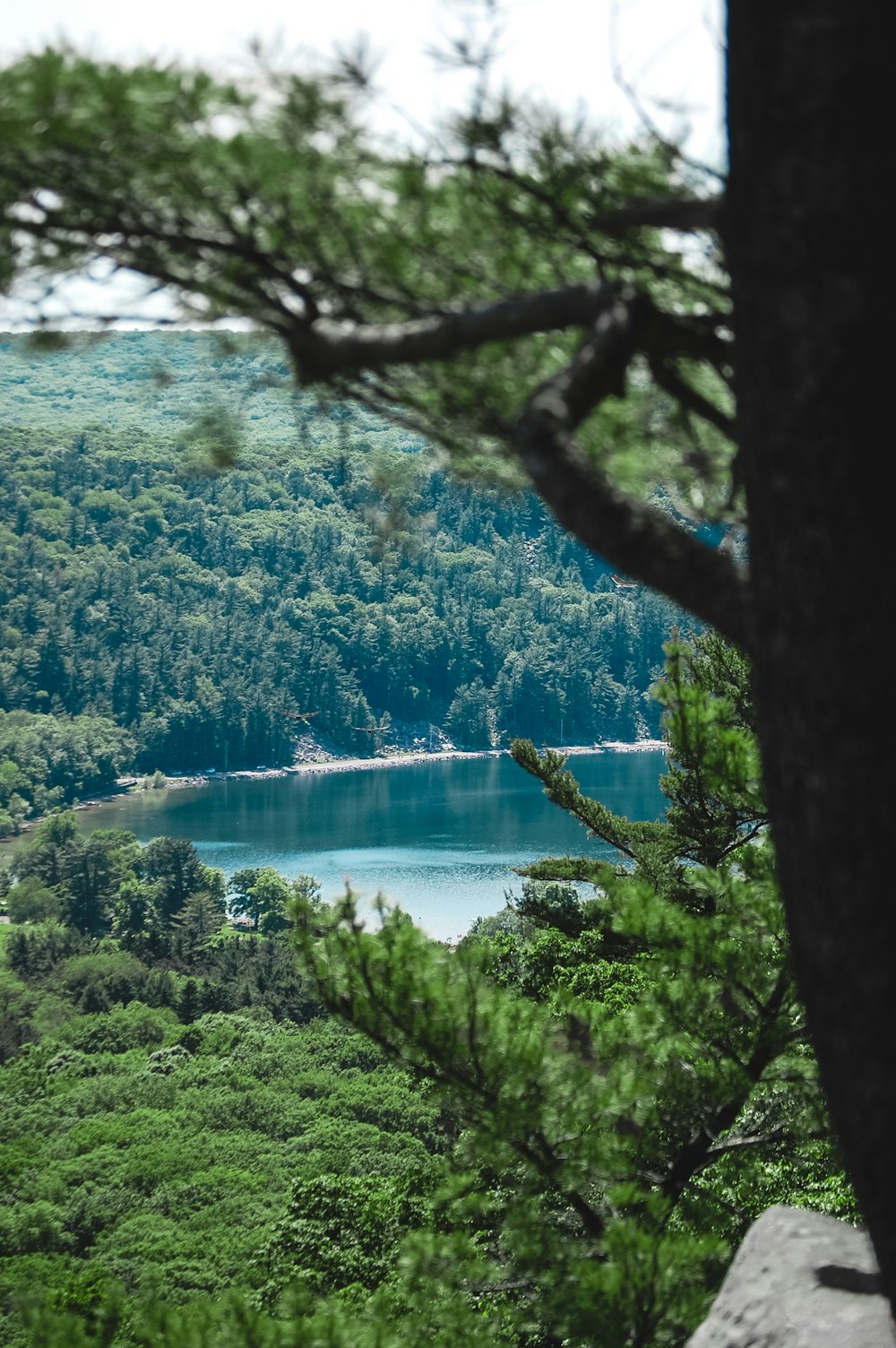 une vue d’un lac entouré d’arbres