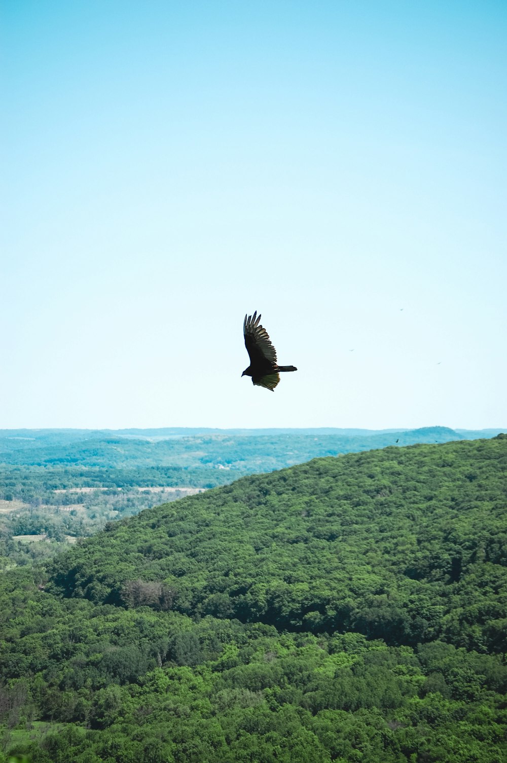 a bird flying over a lush green hillside