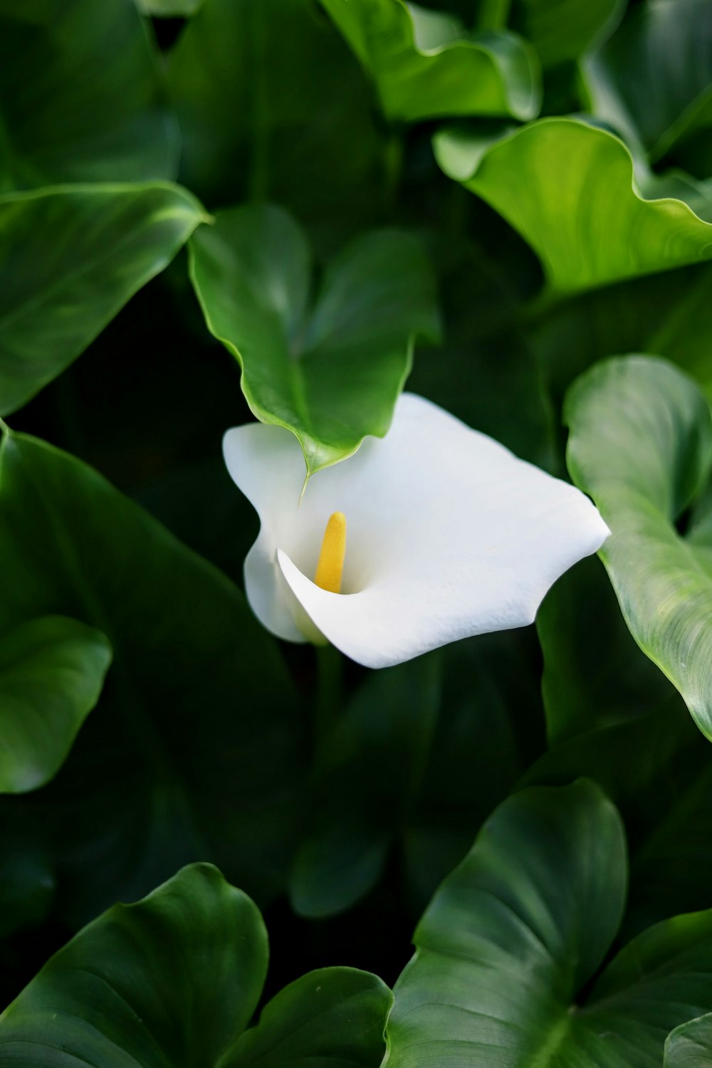 a white flower surrounded by green leaves