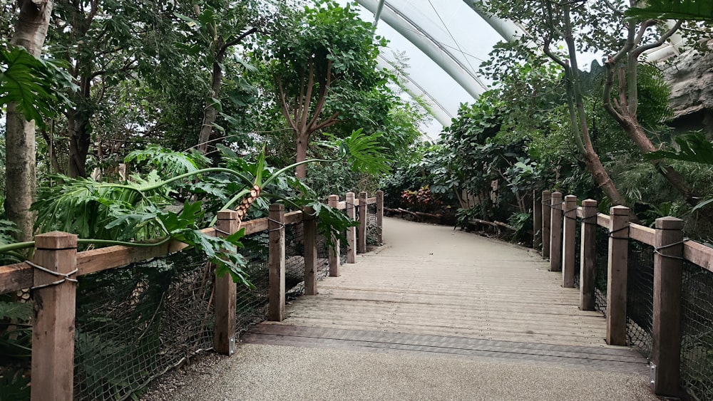 Una passerella in un giardino tropicale con un sacco di alberi