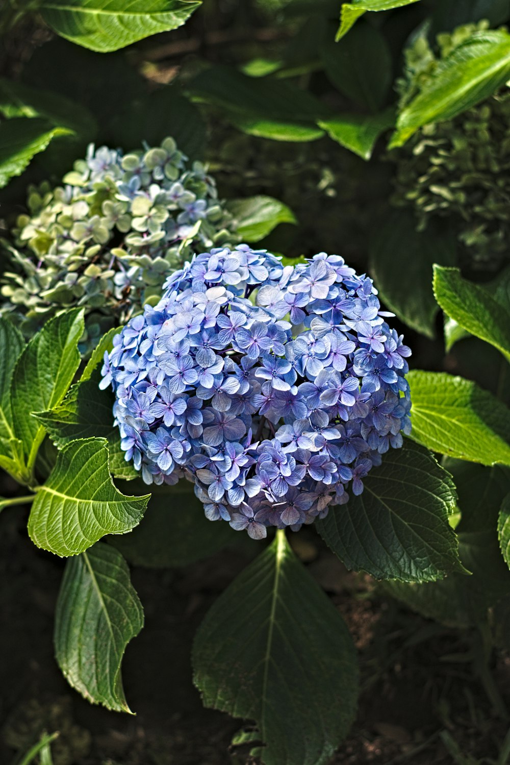 a close up of a blue flower on a plant