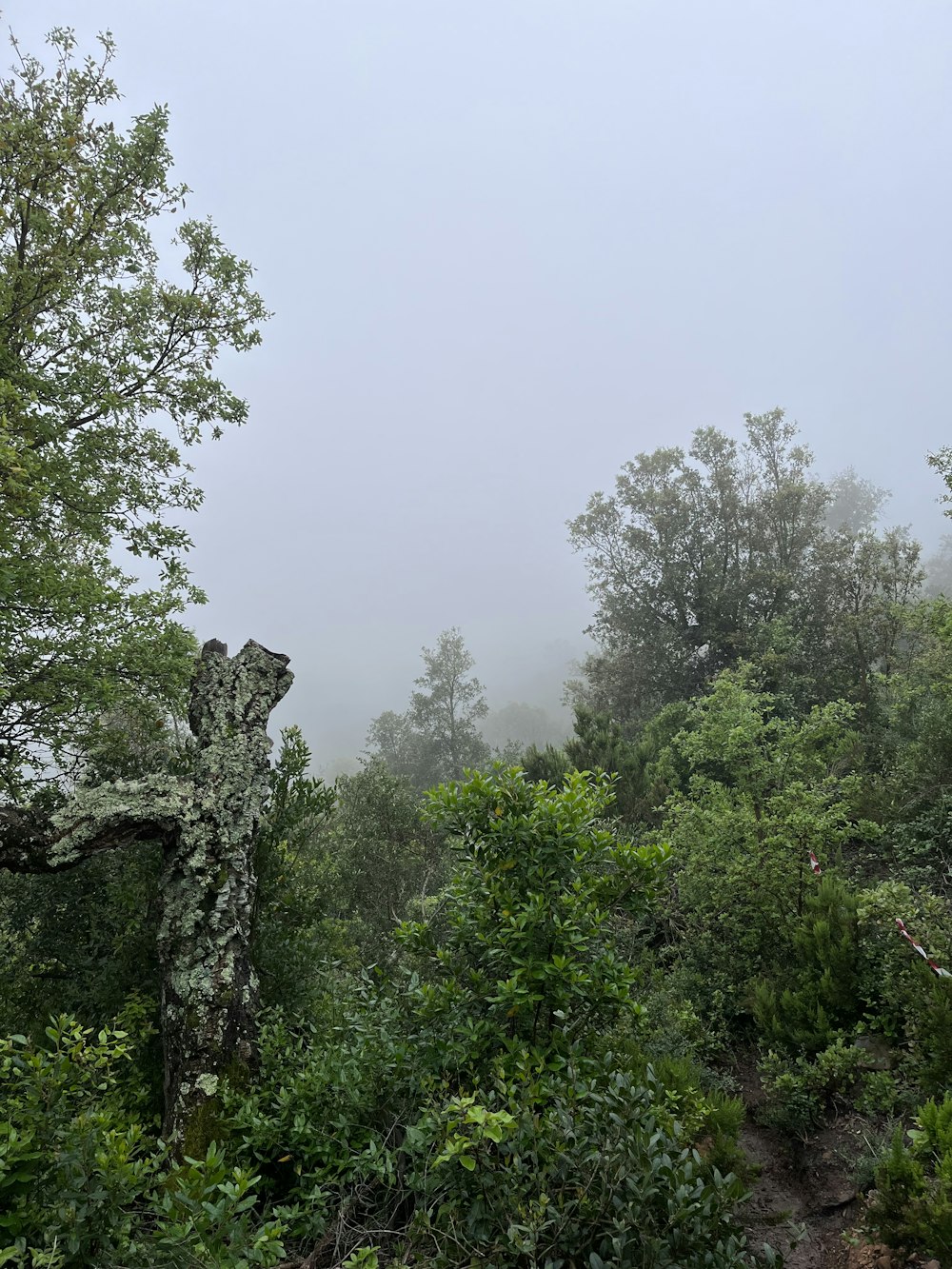 a foggy day in the woods with trees and bushes