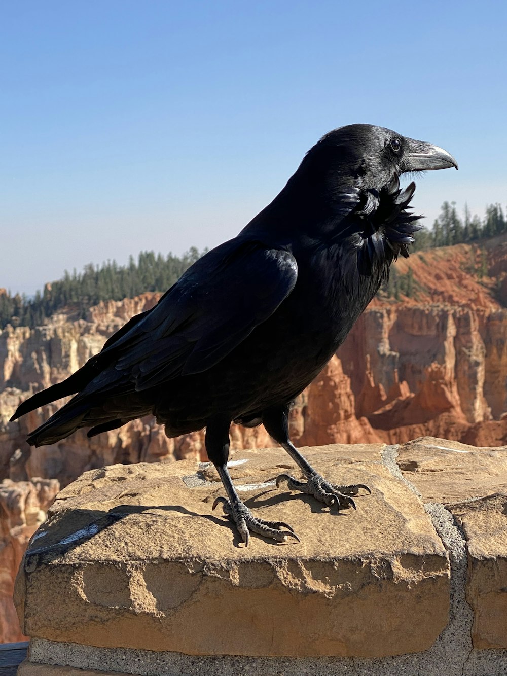 a large black bird sitting on top of a rock