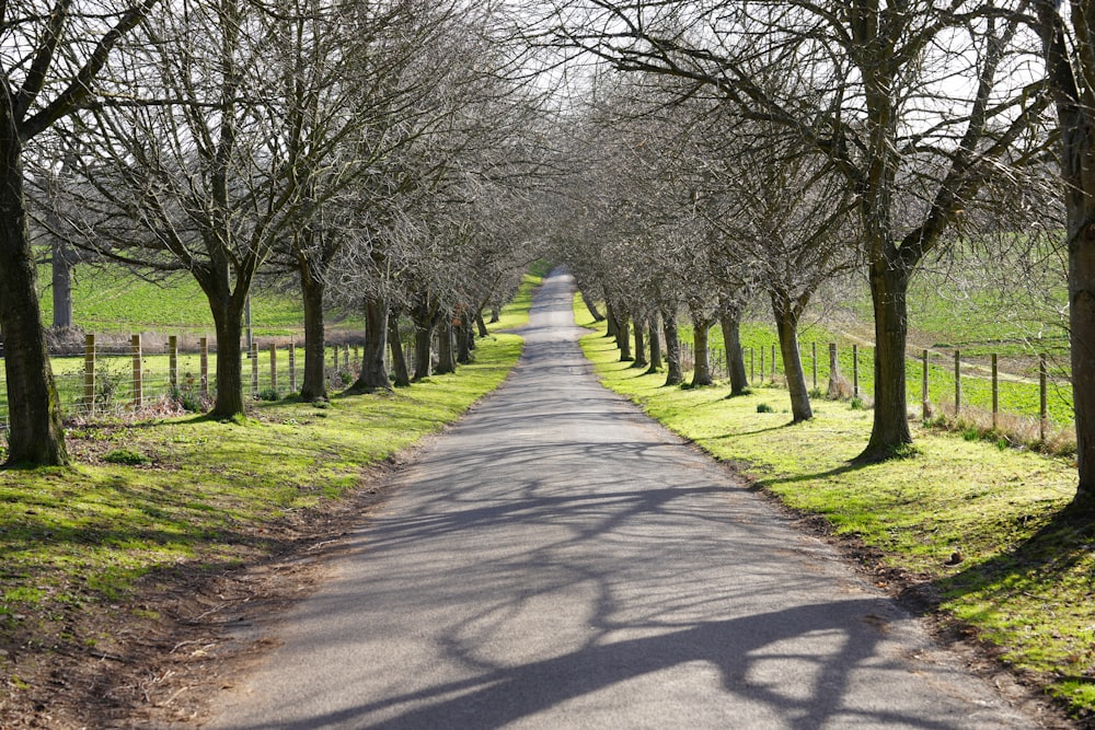a road lined with trees and a fence