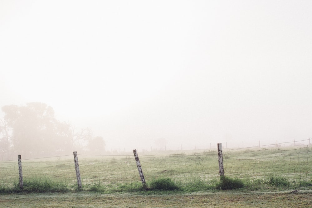 a horse standing in a field next to a fence