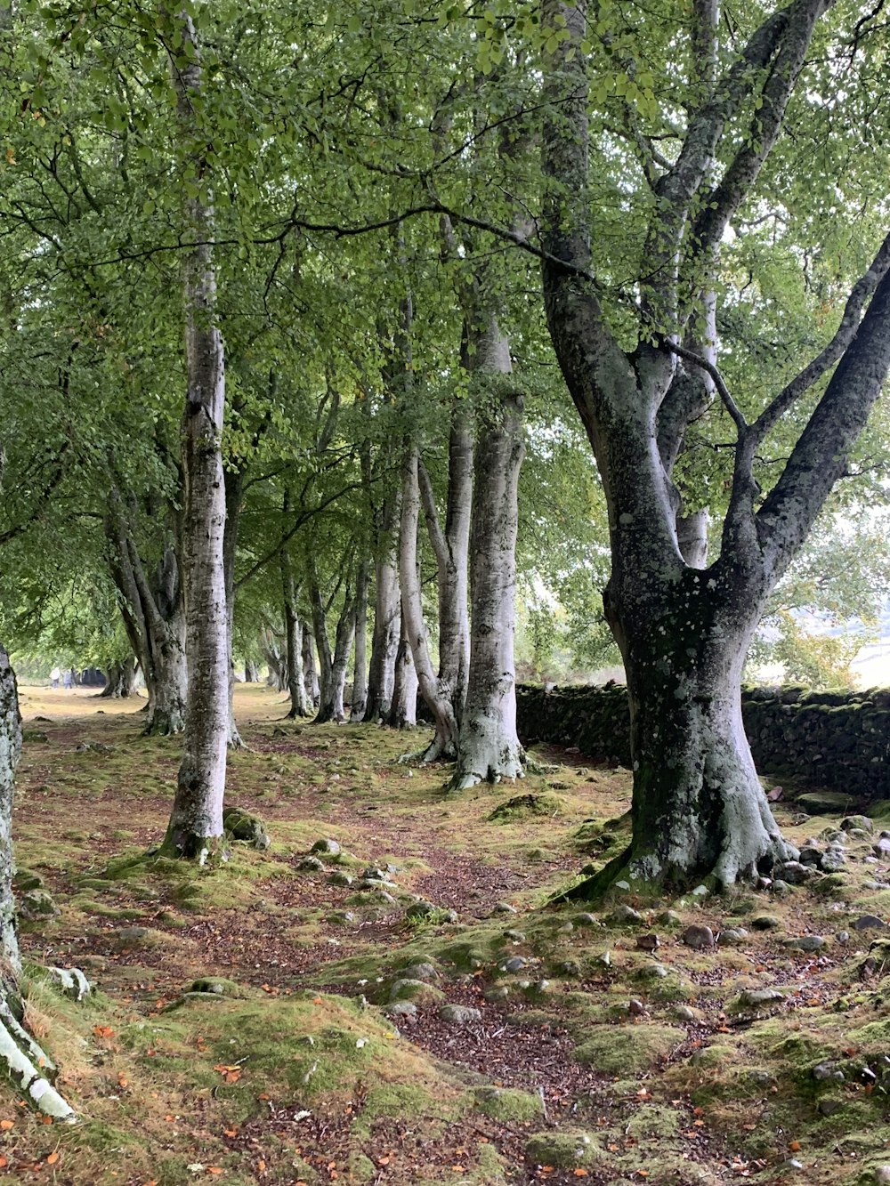 a forest filled with lots of trees and moss