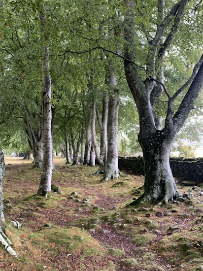 A serene woodland scene featuring a row of tall trees with thick trunks and lush green leaves. The ground is covered in moss and fallen leaves, creating a textured, earthy path. Soft light filters through the tree canopy, casting gentle shadows.