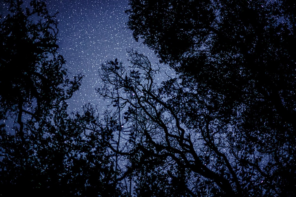 a night sky with stars and trees in the foreground