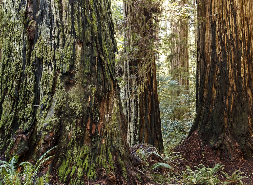 a forest filled with lots of tall trees