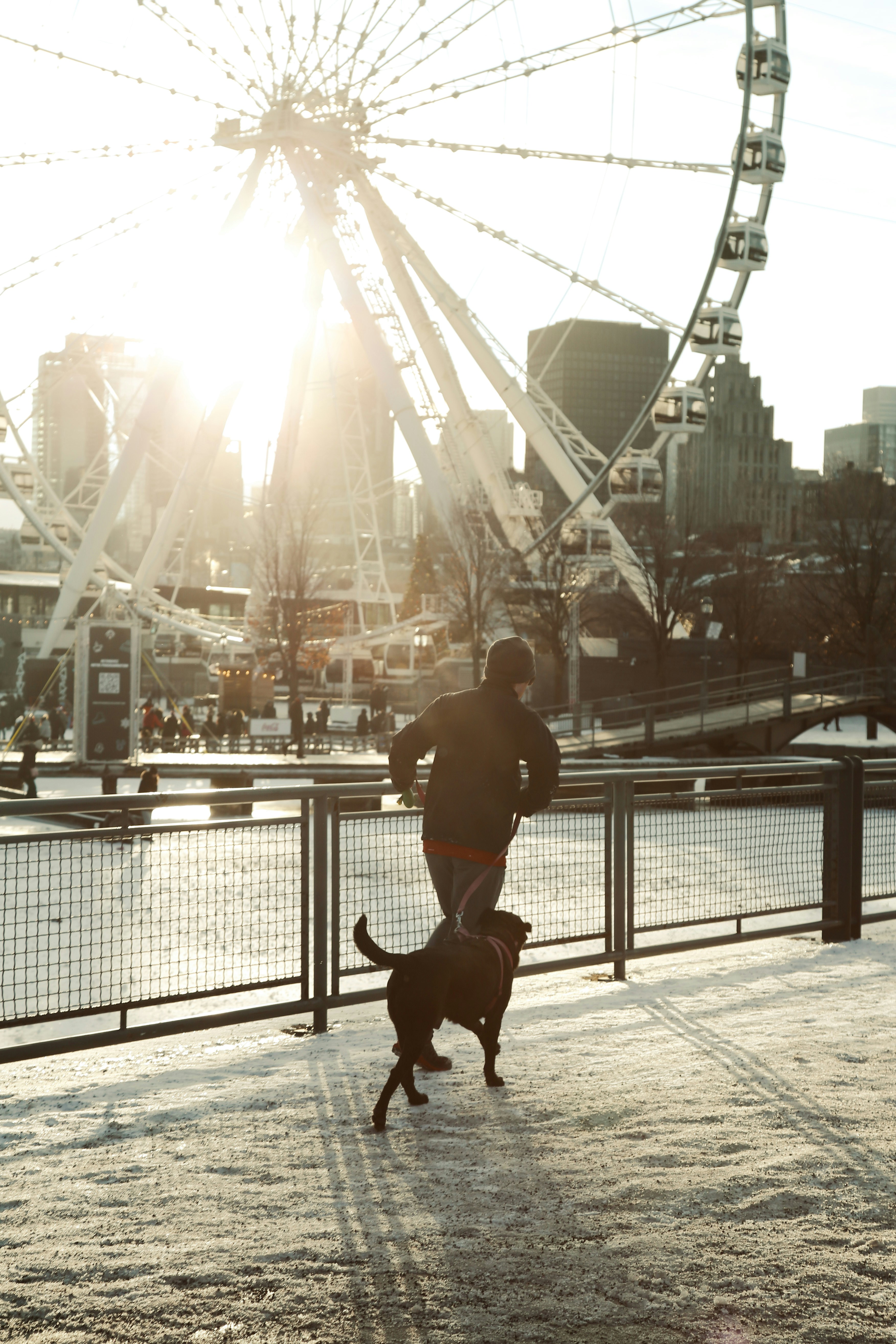 Man and dog walk near a ferris wheel.