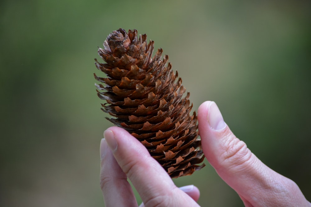 a person holding a pine cone in their hand