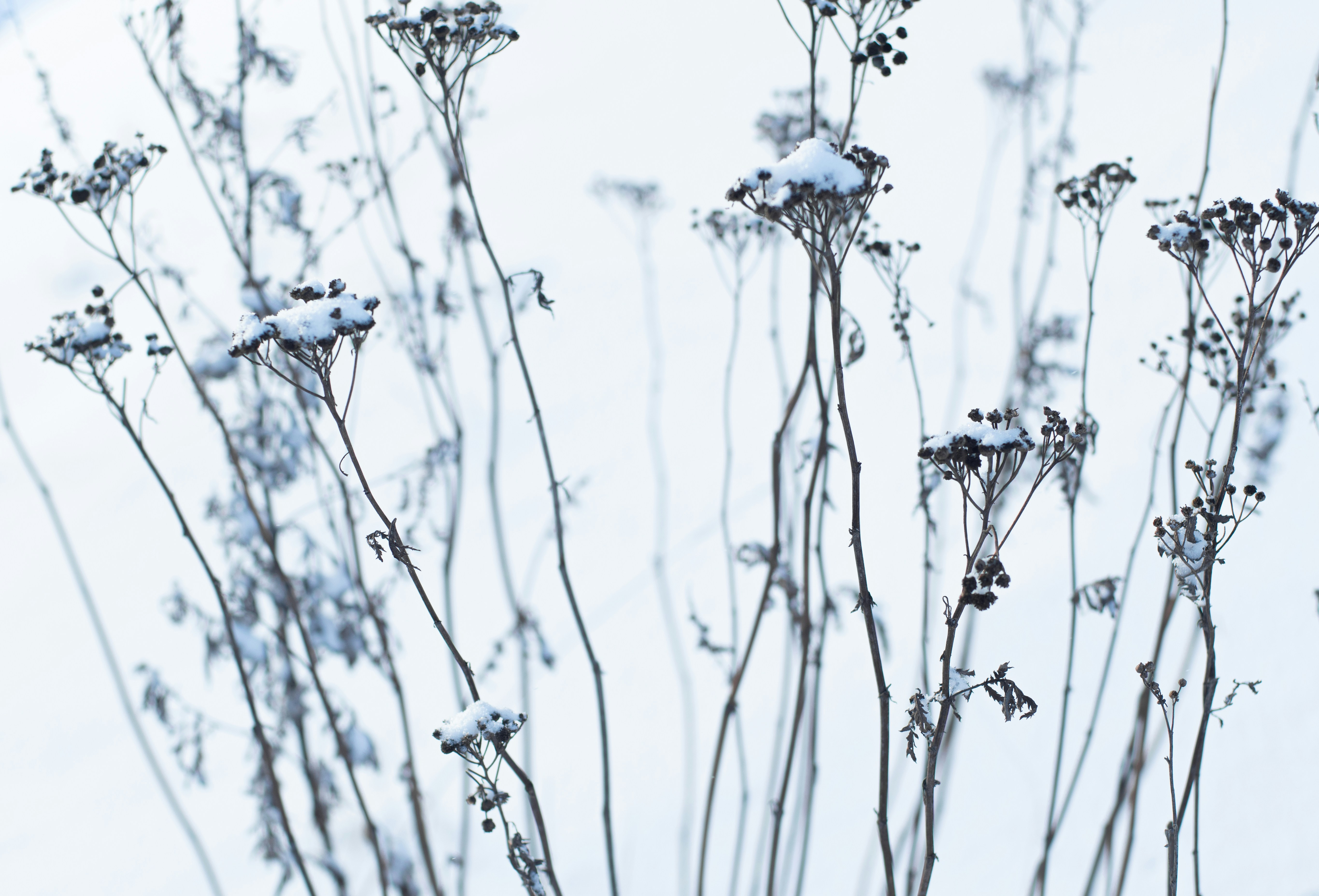 Photo by nataliaraylenegusakova