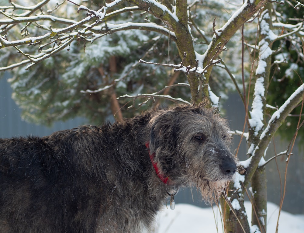 a dog standing in the snow next to a tree