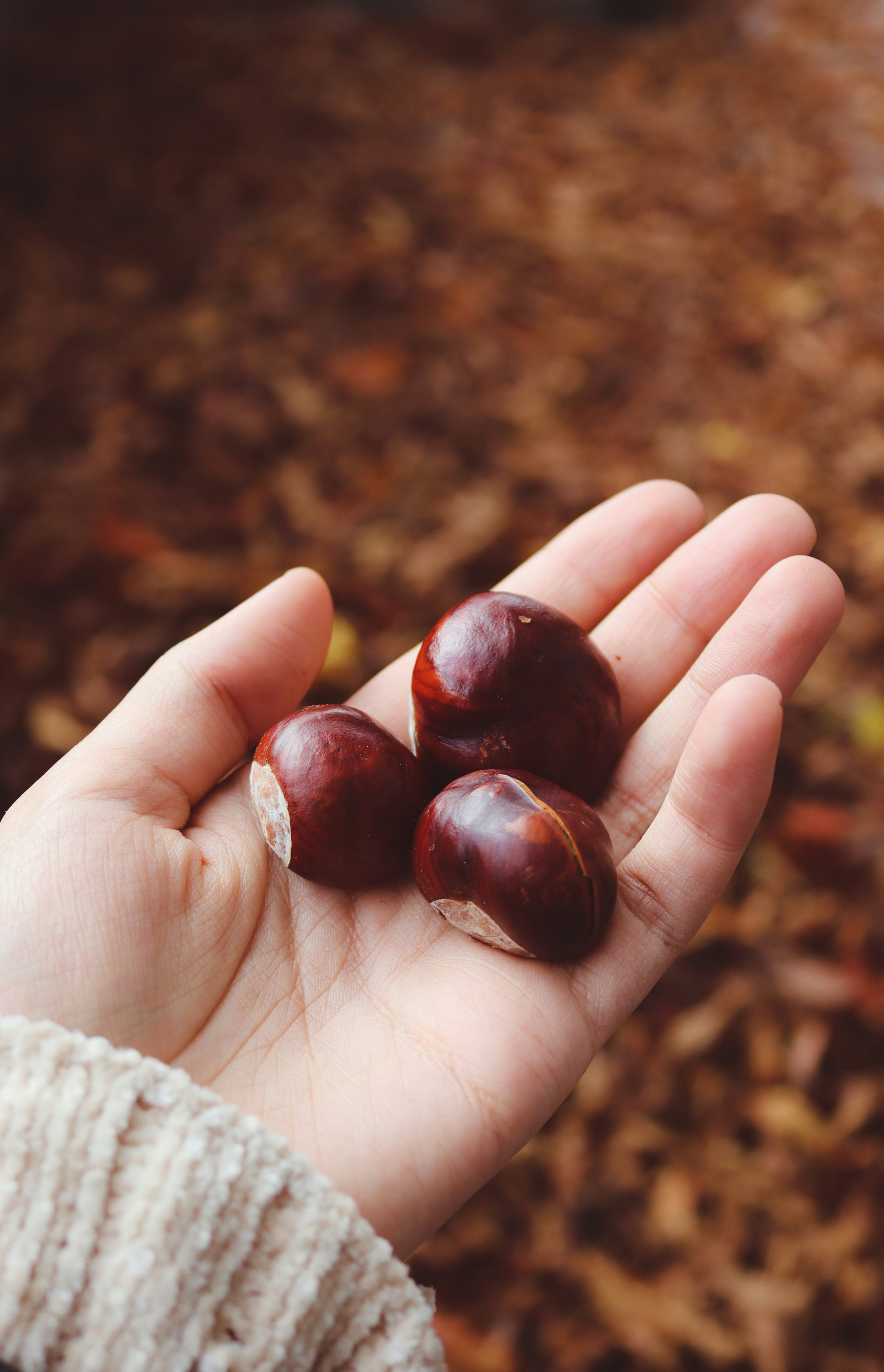 a person holding three plums in their hand
