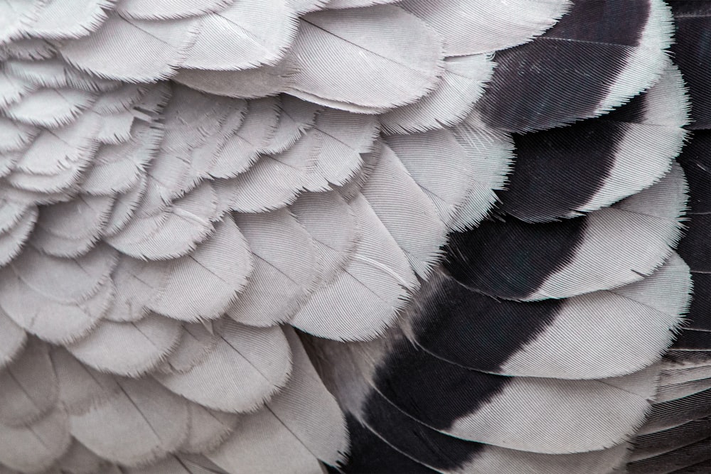 a close up of a black and white bird's feathers
