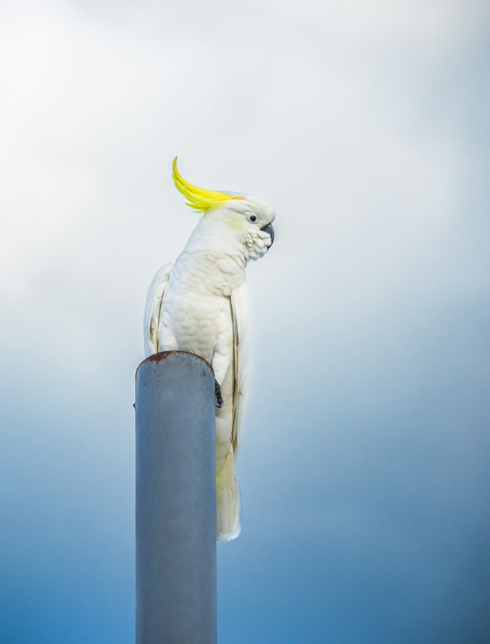 Un pájaro blanco con un mohawk amarillo sentado en la parte superior de un poste