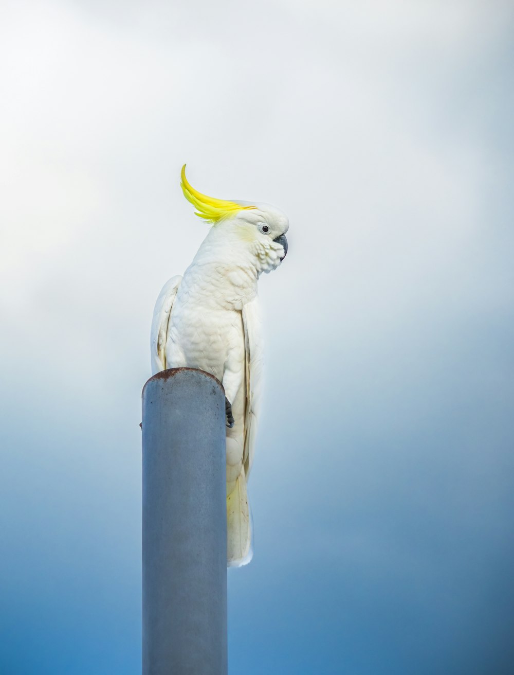 Un uccello bianco con un mohawk giallo seduto sulla cima di un palo