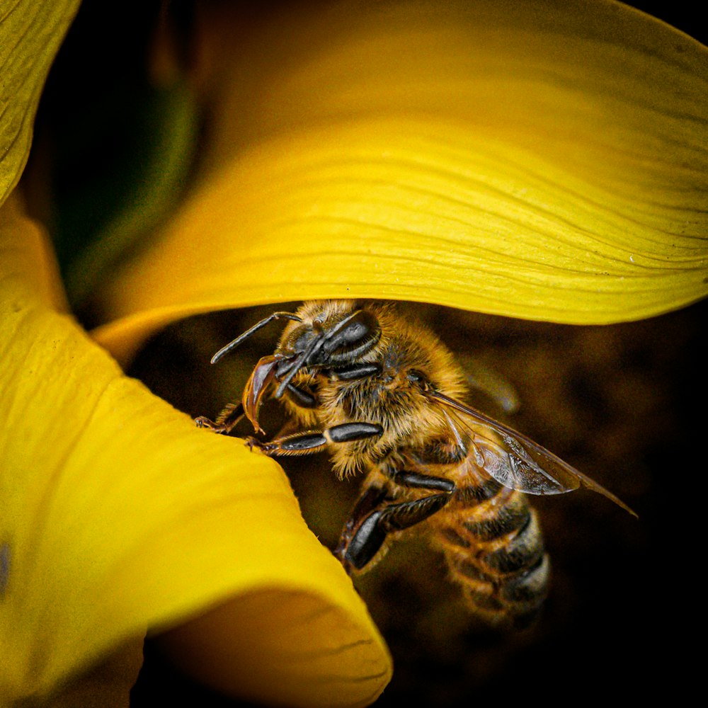 a close up of a bee on a flower