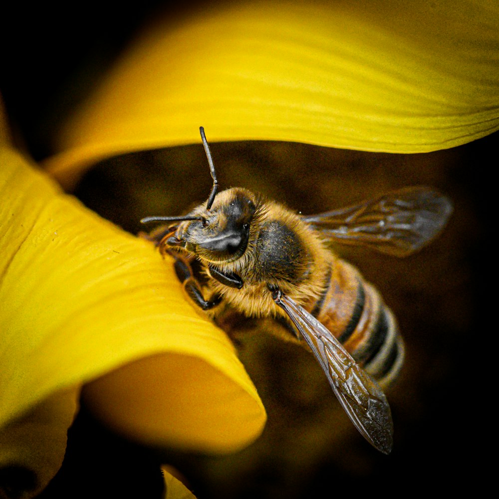 a close up of a bee on a flower