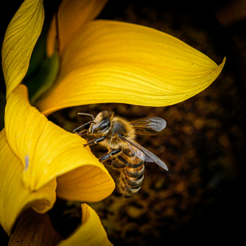 une abeille assise sur une fleur