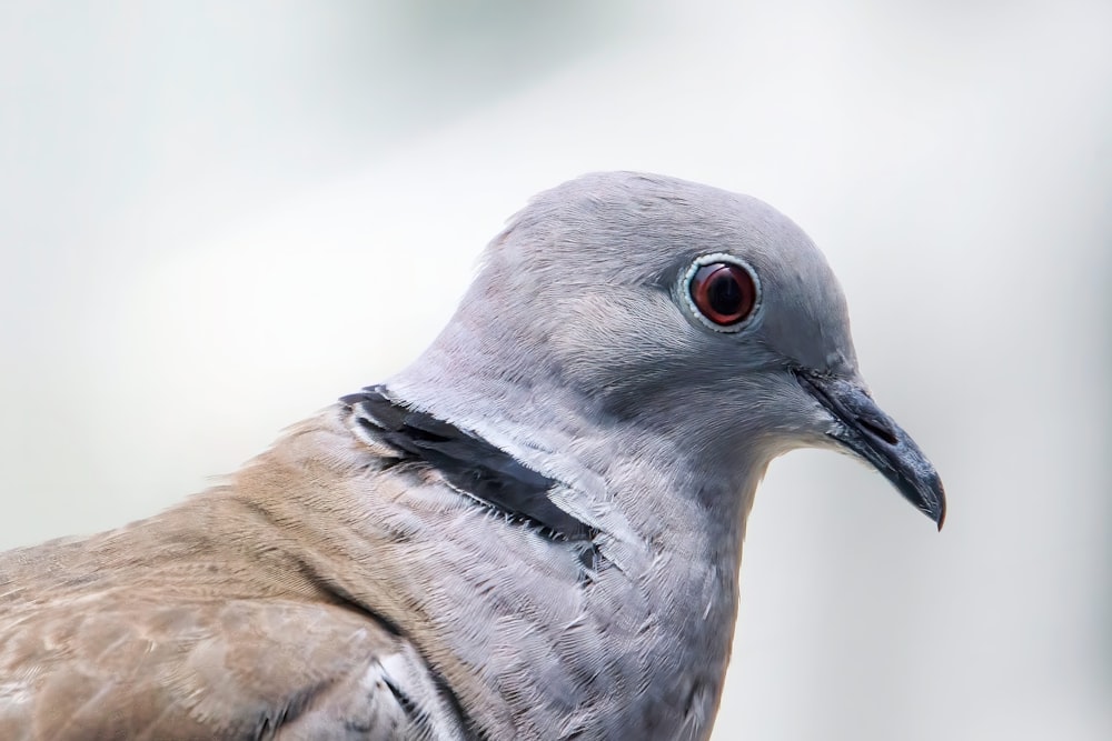 a close up of a bird with a blurry background