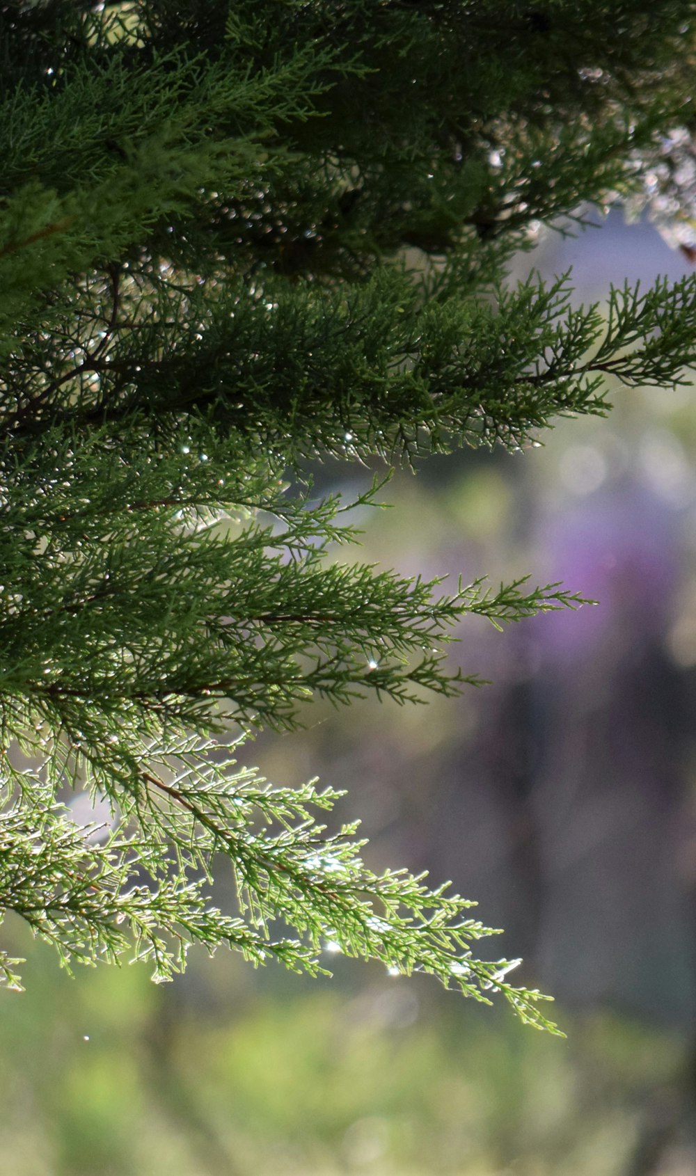 a bird perched on a branch of a tree